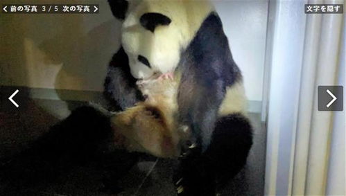旅日大熊猫真真产下双胞胎