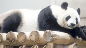 旅日大熊猫产子将产生16亿效益 组图