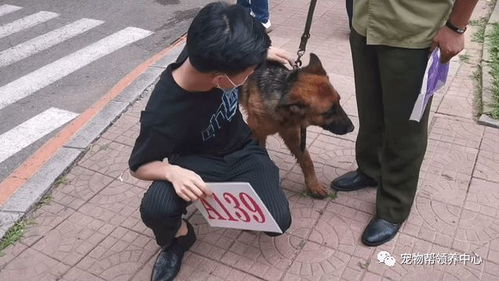 54只淘汰警犬拍卖半天就被抢光,最高价33万,可大家却在为它们担心