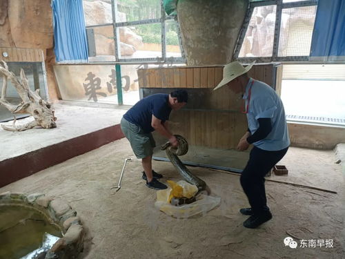 吓人 泉州惊现3.7米长 52斤重巨蟒 被发现时正在生吞整只山羊....