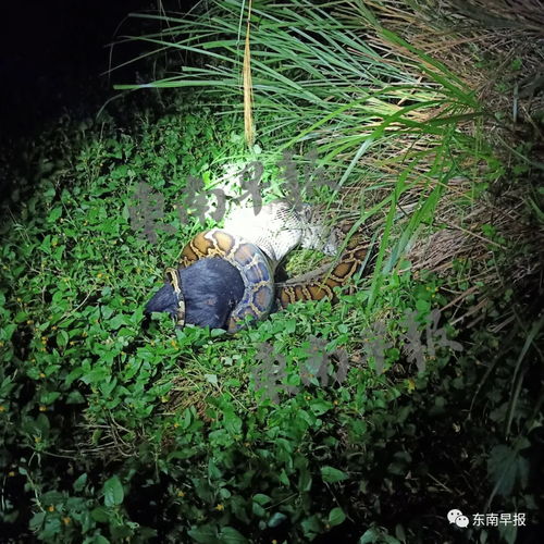 吓人 泉州惊现3.7米长 52斤重巨蟒 被发现时正在生吞整只山羊....