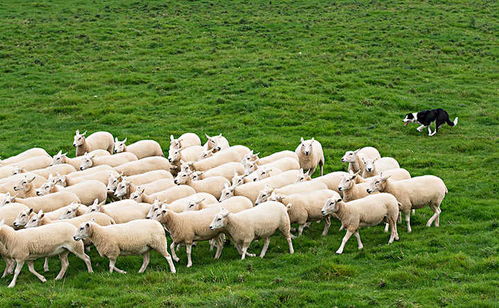 格鲁吉亚五百多只羊被雷劈死,闪电只能击中一只,怎么死了这么多