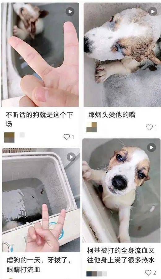 洗衣机搅柯基犬,警方深夜通报调查结果