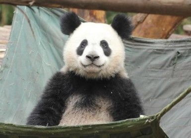成都一大熊猫因 长相潦草 走红,网友 熊猫届的哪吒