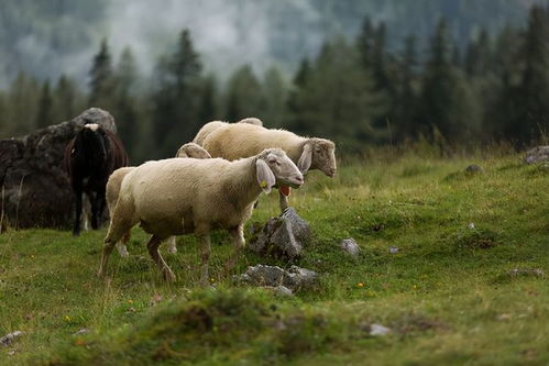 550只羊被雷击死,牧羊人幸免于难,是超自然现象还是触怒了山神