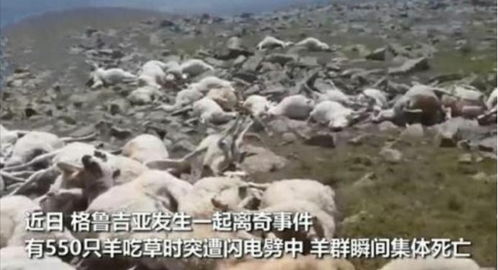 550只羊吃草时被雷劈死,科学家提出大胆设想 2021年凶多吉少 