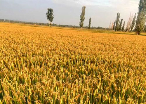 水稻60天收获,亩产1300斤,啥品种 生育周期减半,好吃吗