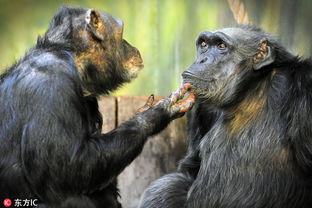 捷克黑猩猩相爱32年 互撩秀恩爱 