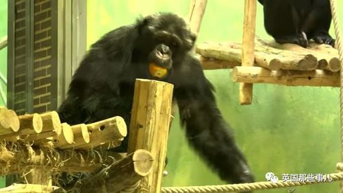 女子称与黑猩猩相爱,并每周去探望,动物园看不下去了 睡前嘿嘿嘿
