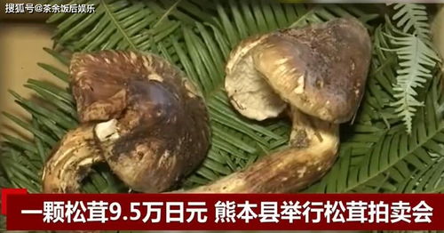 日本松茸拍卖一颗高达9.6万日元好吃吗