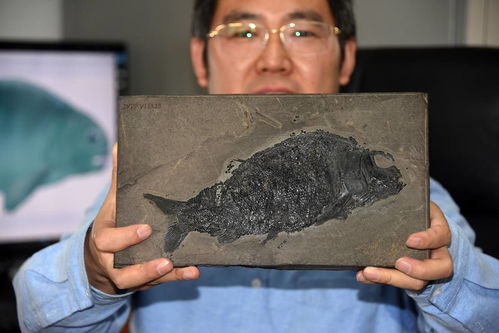 中国科学家展示介绍最新发现2.44亿年前 盘州暴鱼 化石