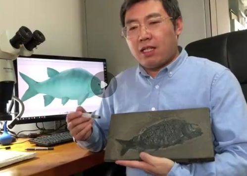 贵州发现2.44亿年前大型 盘州暴鱼 化石
