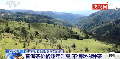 西双版纳现大规模毁林种茶 林地遭到严重毁坏