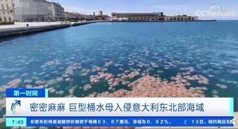 意大利海域遭水母入侵 密密麻麻 场面十分壮观 什么原因导致水母入侵 