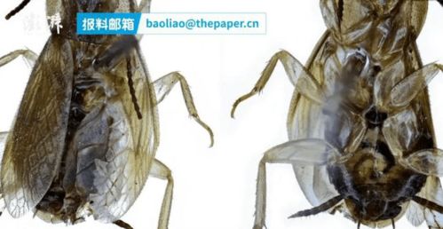 上海海关开展国门生物安全法治宣传 走私蟑螂入境做宠物,售价高达100元一只 南京海关截获巨人粉红脚蜘蛛 异宠周报