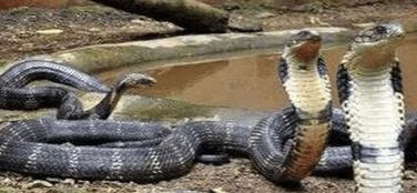 中国八三年蛇灾 历史上发生的蛇灾,近年来的蛇灾事件