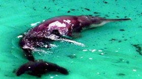 专家否认白鳍豚灭绝 称其 功能性灭绝 