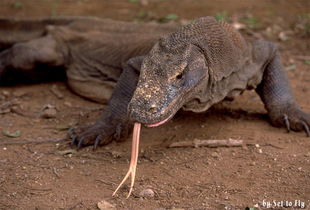 科摩多巨蜥 Komodo Dragon