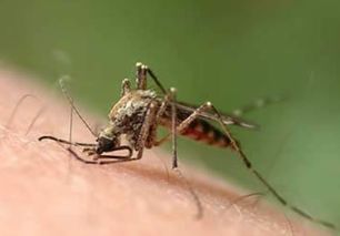 蚊子的寿命有多长 一般只有3 7天 