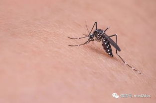 靠杀气防蚊 研究证实蚊子最怕这种人 受虐网友不淡定了