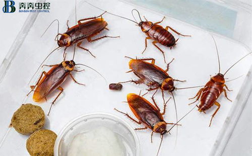 如何消灭蟑螂最彻底的小妙招 如何才能消灭蟑螂