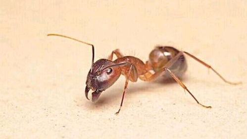 灭蚂蚁最有效的方法是什么? 怎么消灭飞蚂蚁