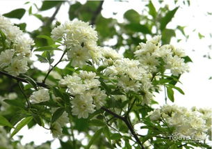 木香花种植 木香花的功效与作用 木香花价格 木香花繁殖 土巴兔家居百科 