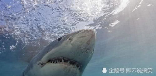 大白鲨有天敌吗,大白鲨的天敌是谁,它才是真正的海洋霸主