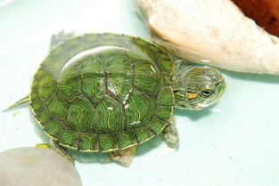 这是什么乌龟,怎么冬眠 我家的乌龟很小,龟壳是绿色的,在卖金鱼那买的.它怎么冬眠