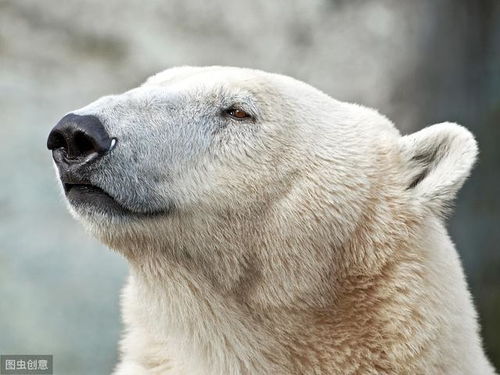 北极熊的皮肤是什么颜色 剃了毛的北极熊居然是这样