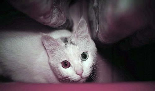 猫薄荷是什么东西 干猫薄荷怎么给猫用 猫薄荷粉末怎么使用