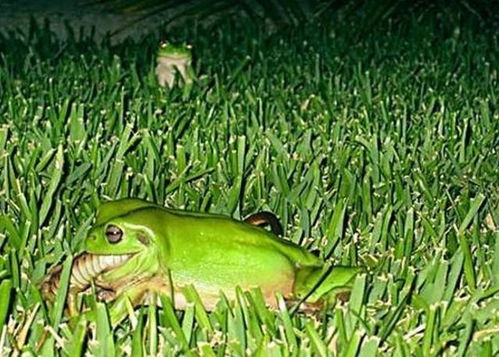 青蛙的宿命对手,昆虫界的救世主 自然界基因最强大的逆袭者
