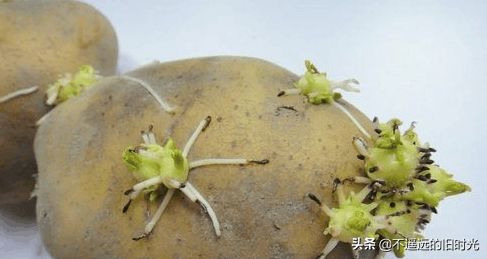 发了芽的土豆还能不能吃 专家解析后告诫大家很多人都吃错了