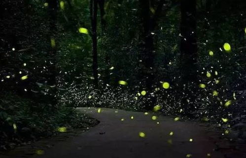 萤火虫为什么会发光?有什么独特的信号交流吗? 萤火虫为什么会发光简单回答20字