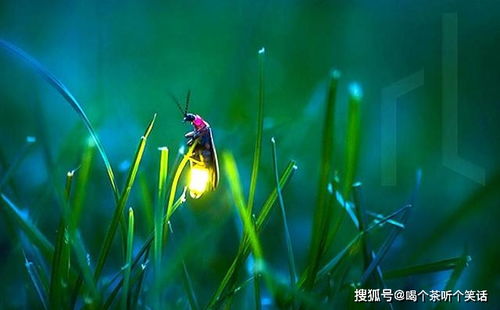 萤火虫用不同频率的闪光吸引异性,有时雌虫会设下 死亡约会