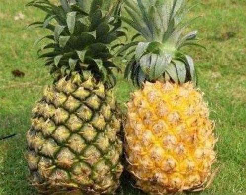 凤梨是菠萝是不是同一种水果 水果的摊贩 你不懂装懂