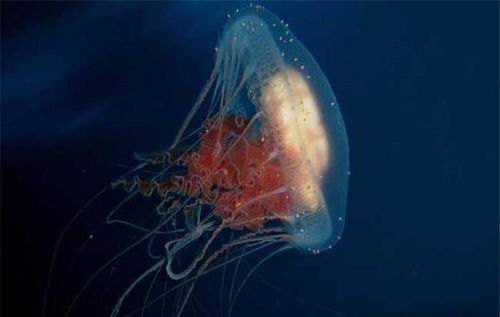 自从人类发现这种水母以来,它只发现了115次