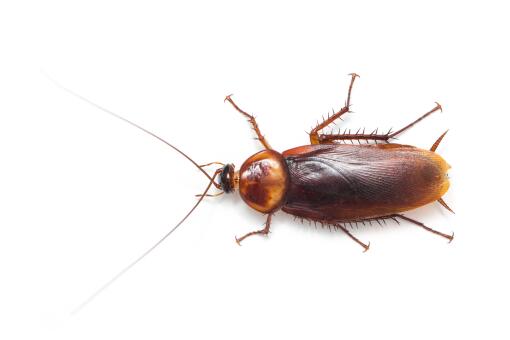 蟑螂是怎么进入家里的 家里放一物绝对没蟑螂