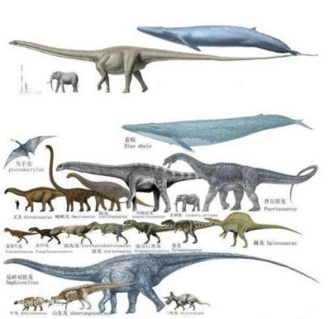 史上有哪些比蓝鲸更大的动物 巨型恐龙会吗 恐龙的这种亲戚更大