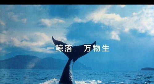 鲸落是什么意思?鲸鱼死后,它们巨大的身体会慢慢沉入海底 网名鲸落是什么意思