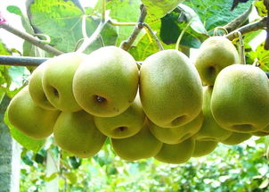 水果维C含量排行榜 猕猴桃竟然不是维C之王