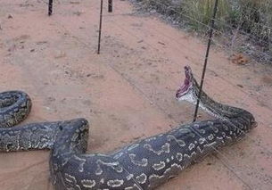辽宁挖出140岁蛇精真相 辽宁挖出巨蟒