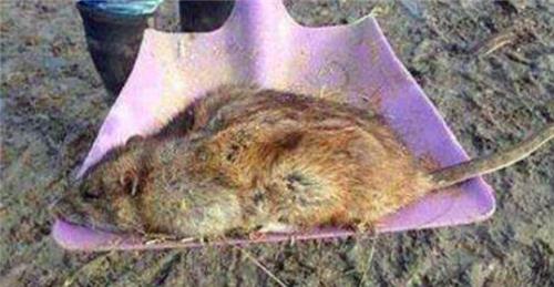 世界上真的有这么可怕的切尔诺贝利巨鼠吗? 世界上真的有这么多巧合吗