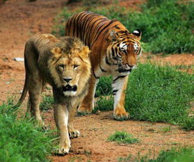 为什么狮子比老虎厉害,老虎却是百兽之王 