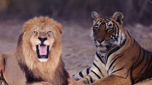老虎和狮子单打独斗谁能赢