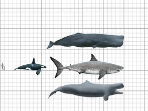 远古海洋怪兽PK,巨齿鲨vs沧龙,谁才是史前世界的海底霸主