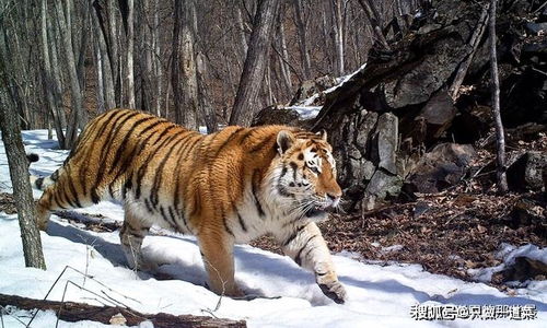 野生东北虎身体强壮,速度快,是顶级捕食者 野生东北虎有多恐怖