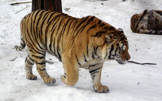 棕熊体型比东北虎还大,为何有人不信它能够打赢老虎呢