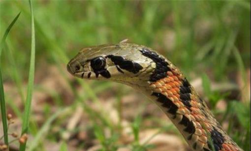 争议性很大的一种蛇类,野鸡脖子蛇到底是有毒蛇,还是无毒蛇