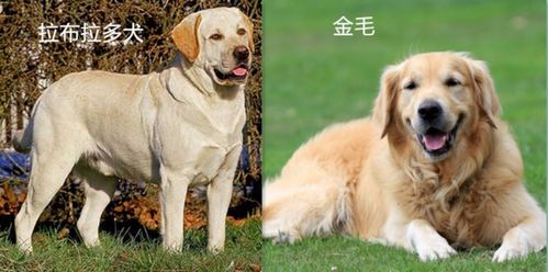 金毛和拉布拉多犬的区别 照片 